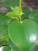 Peperomia polybotria, sin. Peperomia arifolia 'Raindrop'