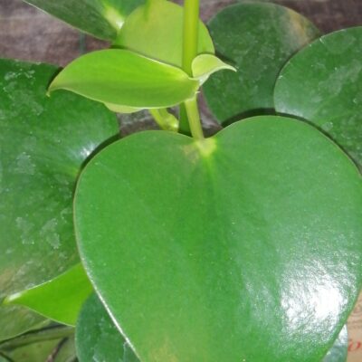 Peperomia polybotria, sin. Peperomia arifolia 'Raindrop'