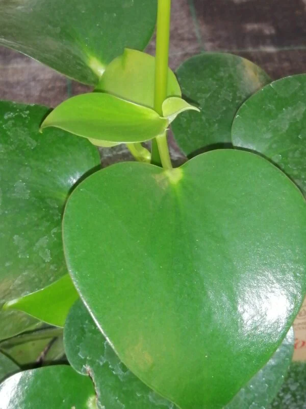 Peperomia polybotria, sin. Peperomia arifolia ‘Raindrop’, pianta da interno