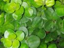 Peperomia rotundifolia sin. Peperomia nummulariifolia