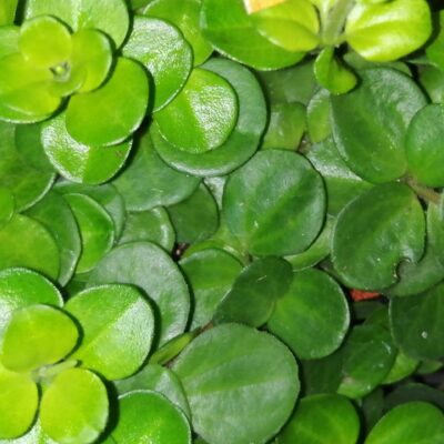 Peperomia rotundifolia sin. Peperomia nummulariifolia