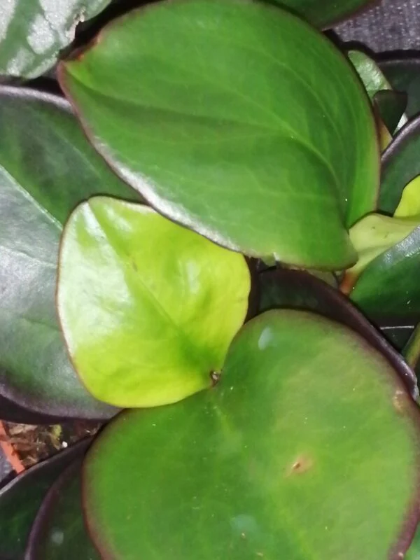Peperomia clusiifolia Red Margin, pianta da interno