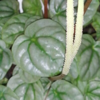 Peperomia griseoargentea , sin. Peperomia hederifolia