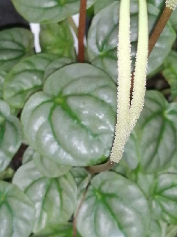 Peperomia griseoargentea , sin. Peperomia hederifolia, pianta da interno