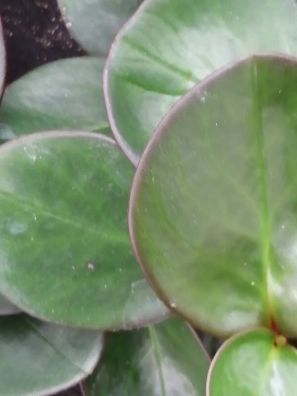 Peperomia clusiifolia Red Margin, foto 2