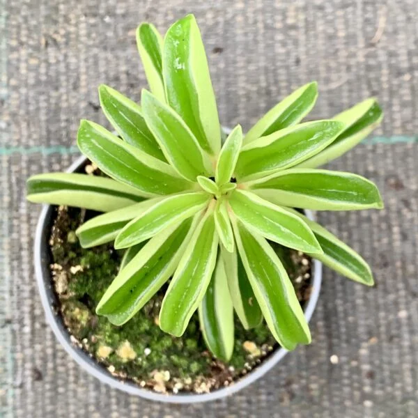 Peperomia Fire Sparks, pianta da interno