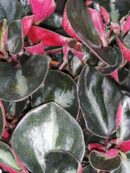 Peperomia metallica var. Colombiana