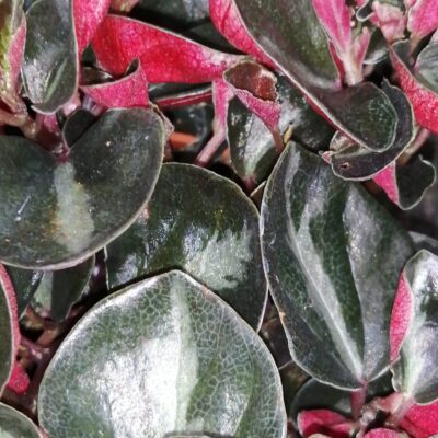 Peperomia metallica var. Colombiana
