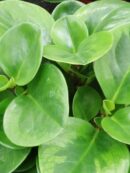 Peperomia obtusifolia Lime