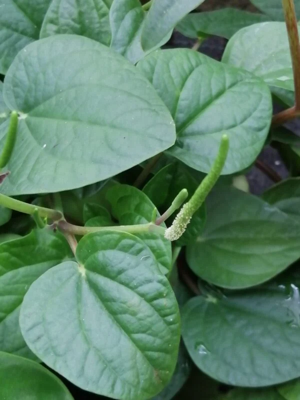 Peperomia pecuniifolia, foto 2