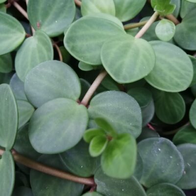 Peperomia pecunifolia