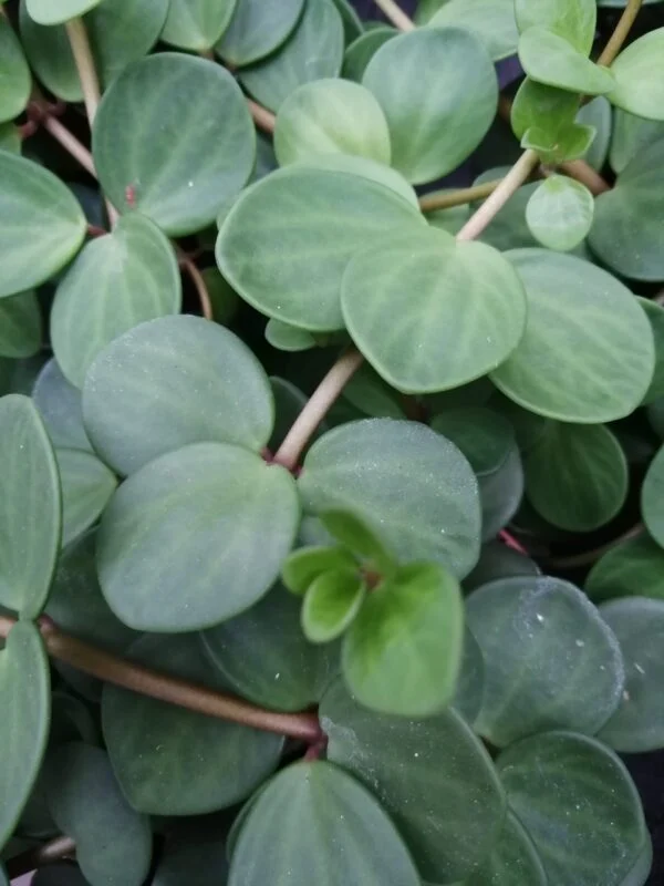 Peperomia pecuniifolia, pianta da interno