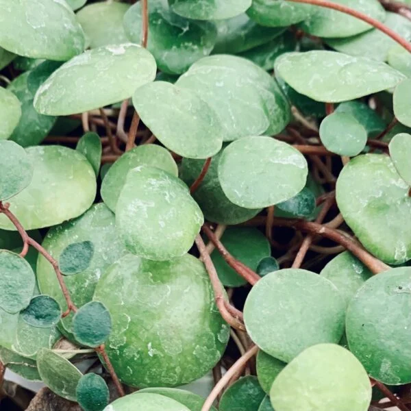 Peperomia Pepperspot pianta micro, foto 2