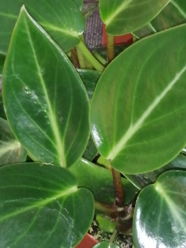 Peperomia maculosa, pianta da interno