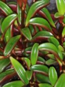 Peperomia graveolens