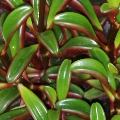 Peperomia graveolens