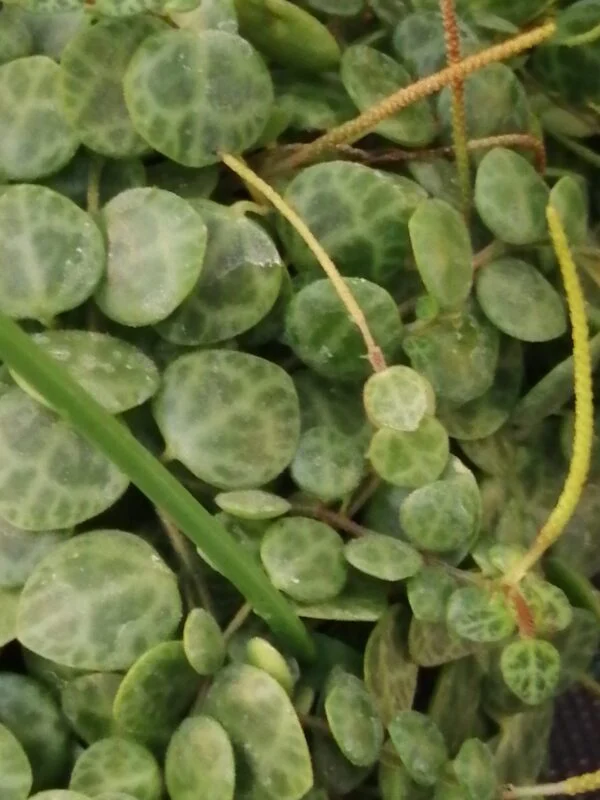 Peperomia prostrata, pianta da interno