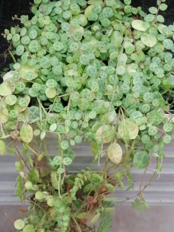 Peperomia prostrata, foto 2