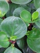 Peperomia Red Canyon