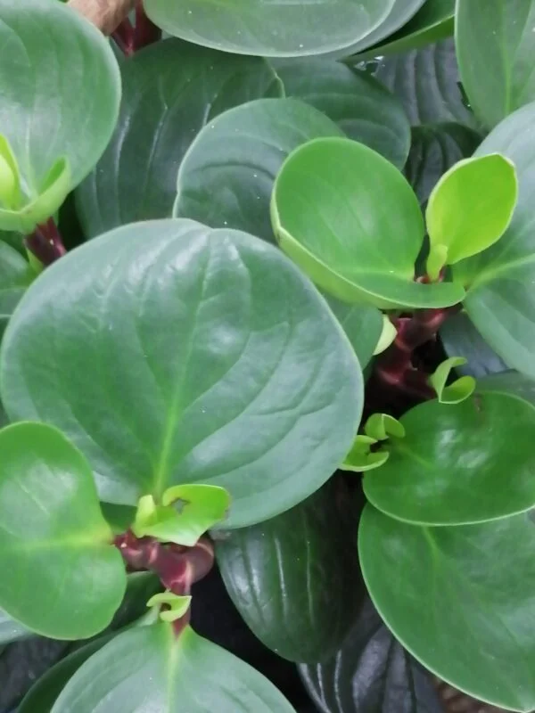 Peperomia Red Canyon, pianta da interno