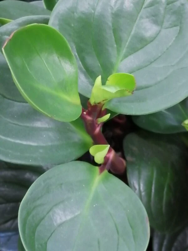 Peperomia Red Canyon, foto 2