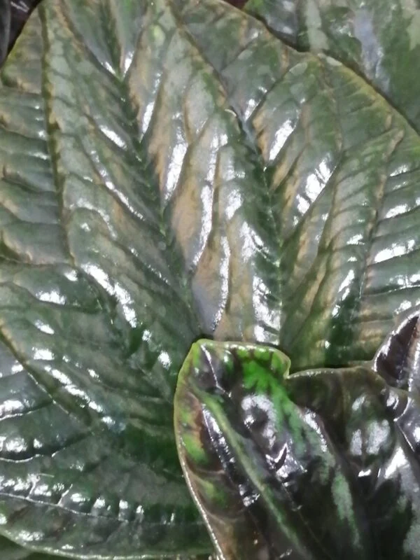 Peperomia sp. Ecuador Large Red, foto 2