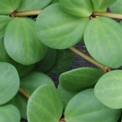 Peperomia tetraphylla 'Hope'