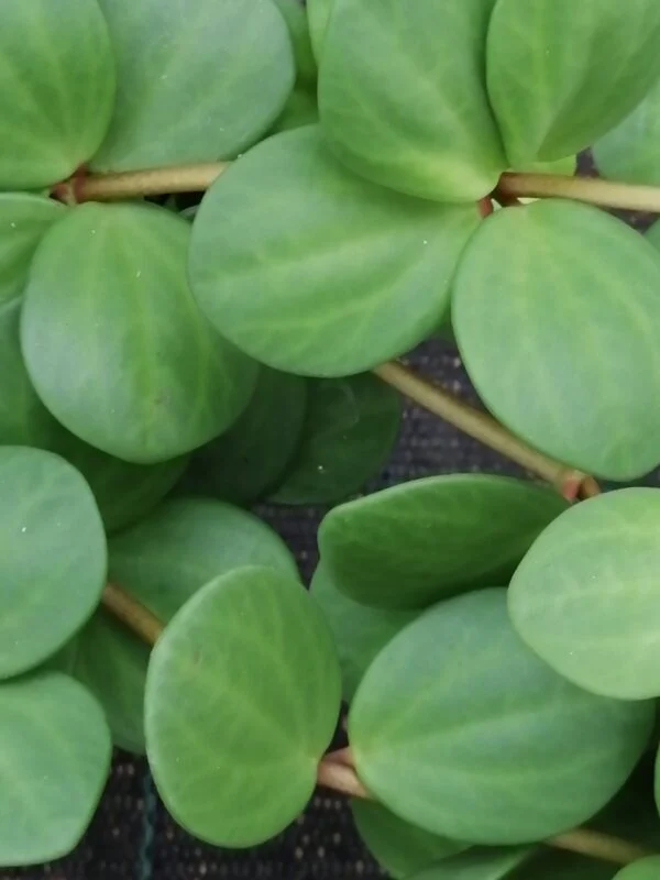 Peperomia Hope, pianta da interno