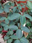 Peperomia verticillata