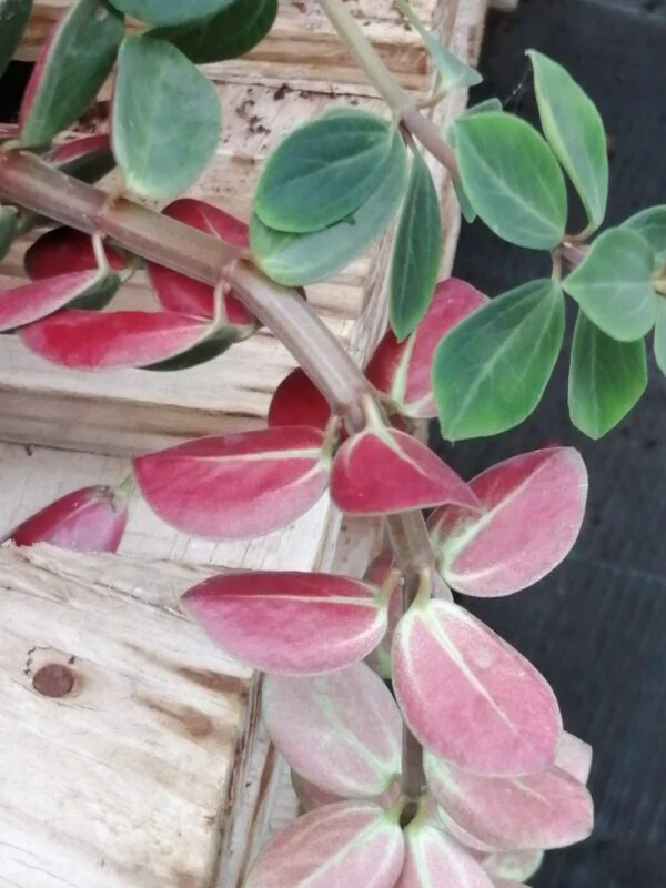 Peperomia verticillata, foto 2