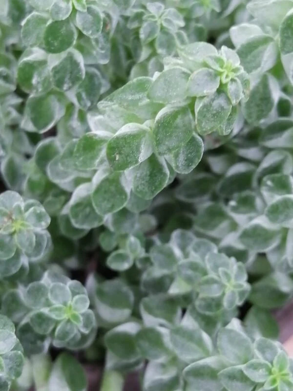 Peperomia columella, pianta da interno