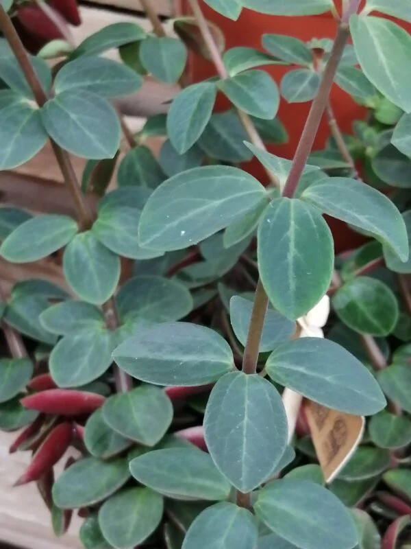Peperomia verticillata, pianta da interno