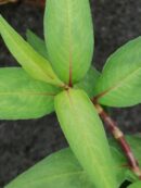 Persicaria odorata Coriandolo vietnamita