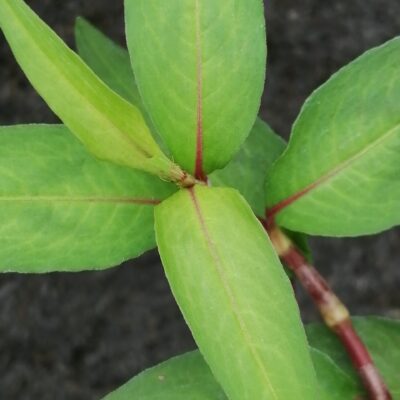 Persicaria odorata Coriandolo vietnamita