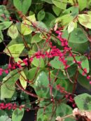 Persicaria virginiana