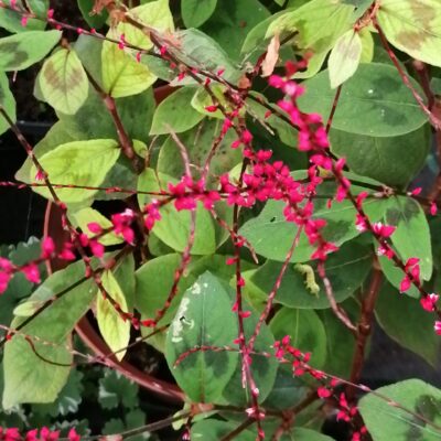Persicaria virginiana