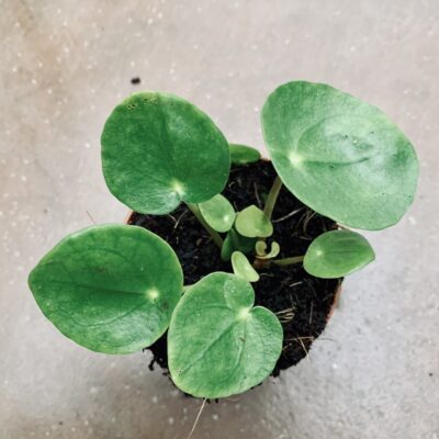 Pilea peperomioides micro