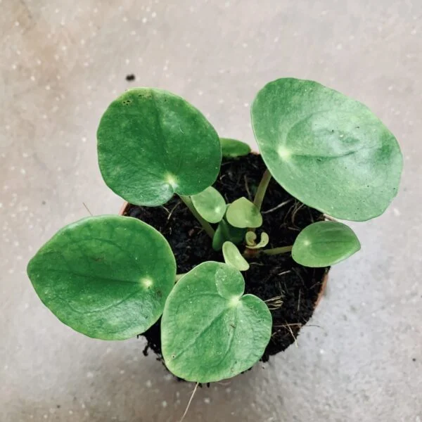 Pilea peperomioides micro, pianta da interno