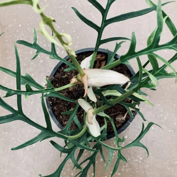 Philodendron bipinnatifidum Tortum, foto 2