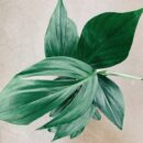 Philodendron Dragon Tail