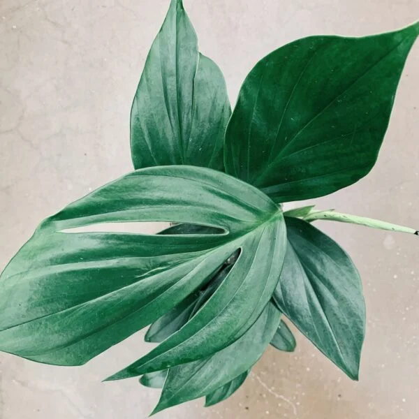 Philodendron Dragon Tail, pianta da interno