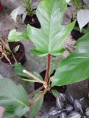 Philodendron squamiferum