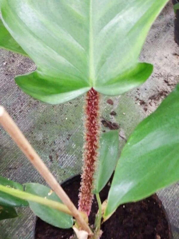 Philodendron squamiferum, foto 2