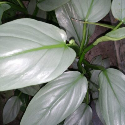 Philodendron hastatum Silver Sword
