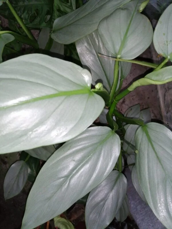 Philodendron hastatum Silver Sword, pianta da interno