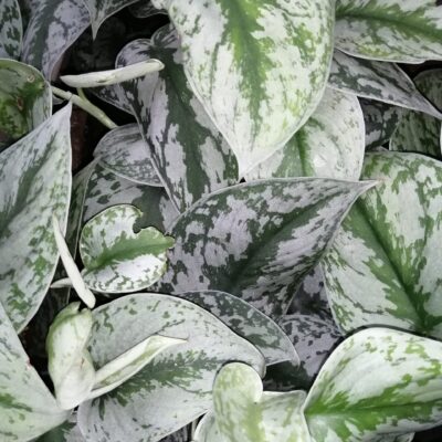 Scindapsus (Epipremnum) pictus Trebie