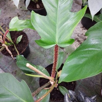 Philodendron squamiferum
