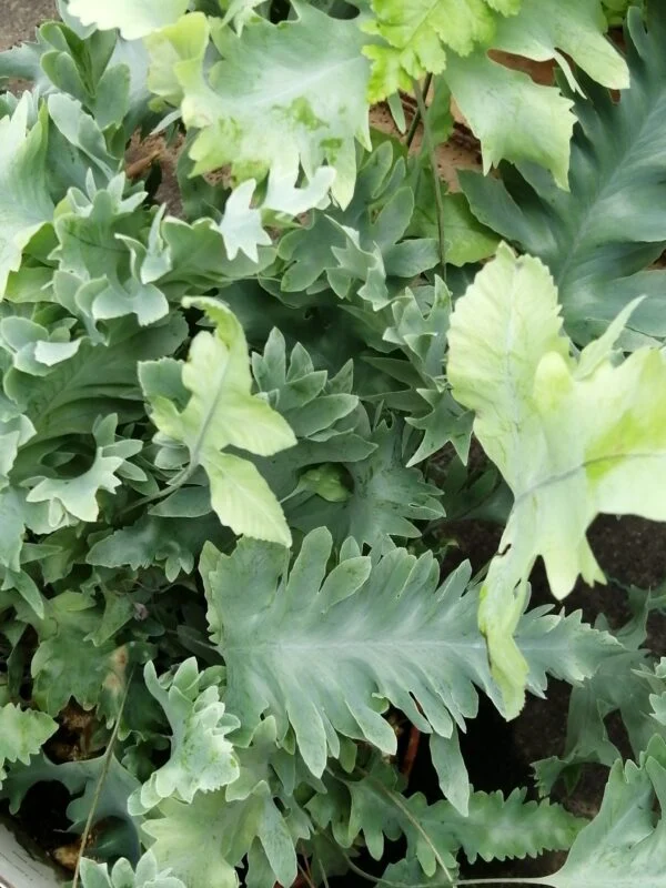 Phlebodium aureum  Davana, pianta da interno