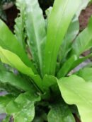 Asplenium antiquum