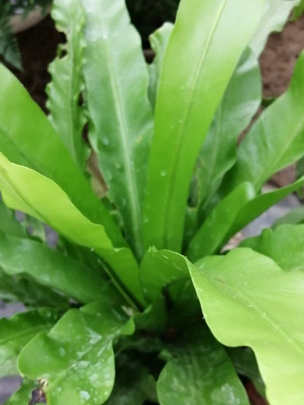 Asplenium antiquum, pianta da terrario